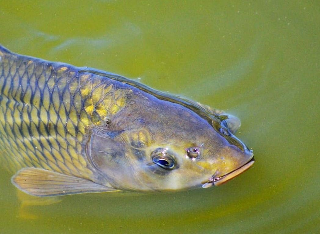 Pesca De Carpa En R o pesca-de-carpa-en-r-o