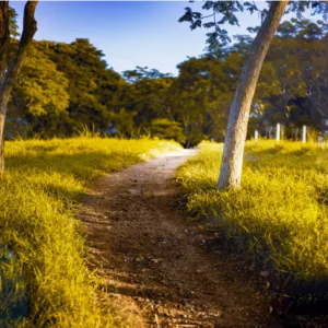 Campo